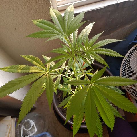 Genética desconocida growlog photo: 64cm aprox