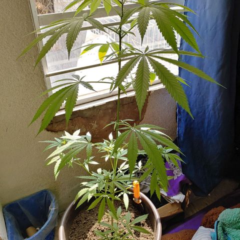 Genética desconocida growlog timeline photo