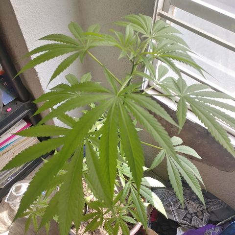 Genética desconocida growlog timeline photo