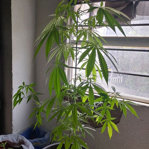 Genética desconocida growlog timeline photo