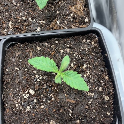 Mimosa Evo growlog timeline photo