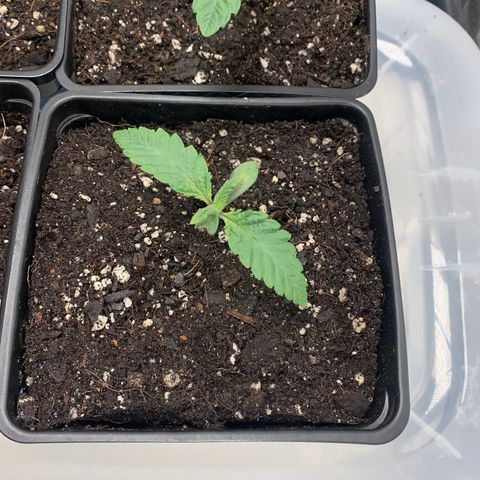 Mimosa Evo growlog timeline photo