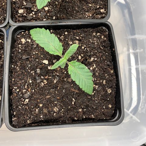 Mimosa Evo growlog timeline photo