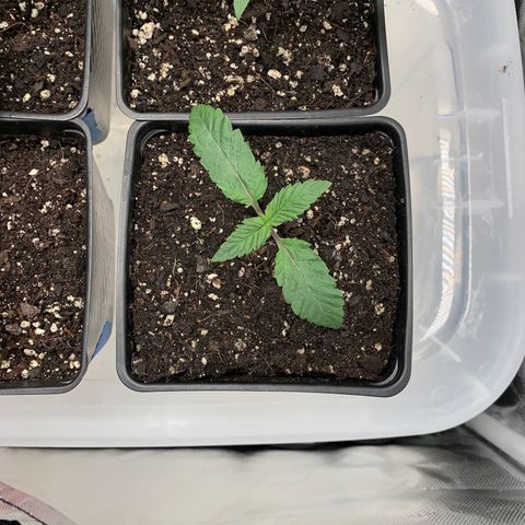Mimosa Evo growlog timeline photo