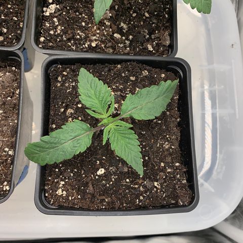 Mimosa Evo growlog timeline photo