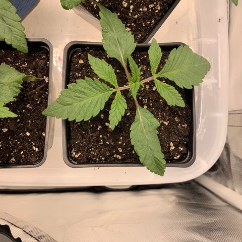 Mimosa Evo growlog timeline photo