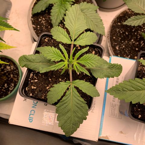 Mimosa Evo growlog timeline photo
