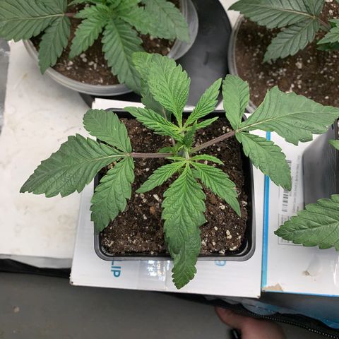 Mimosa Evo growlog timeline photo