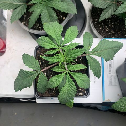 Mimosa Evo growlog timeline photo