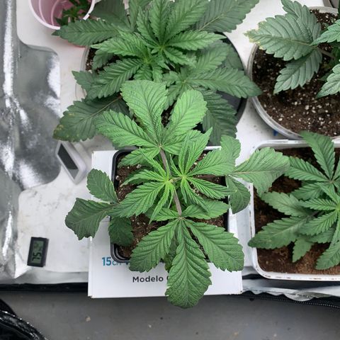 Mimosa Evo growlog timeline photo