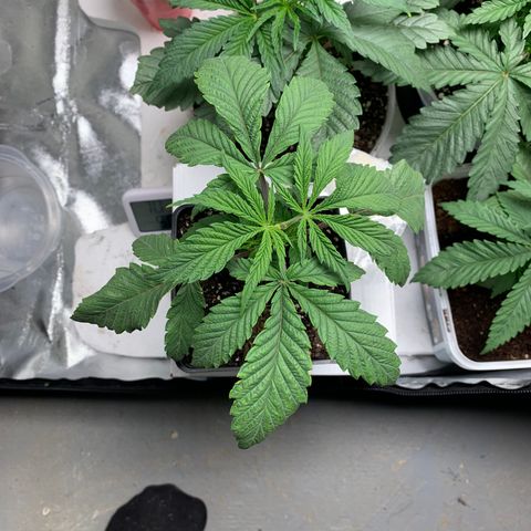 Mimosa Evo growlog timeline photo