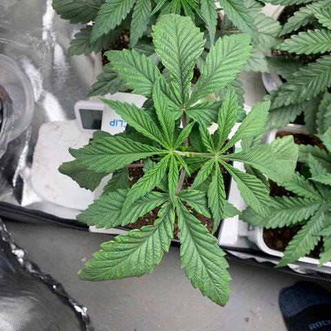 Mimosa Evo growlog timeline photo