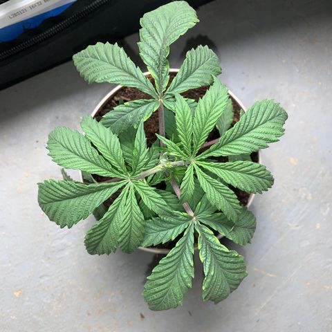 Mimosa Evo growlog timeline photo