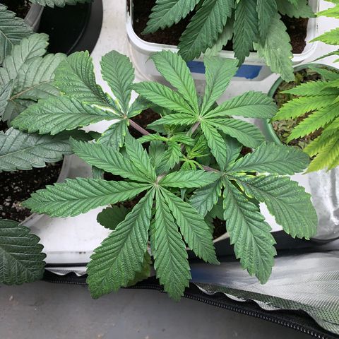 Mimosa Evo growlog timeline photo
