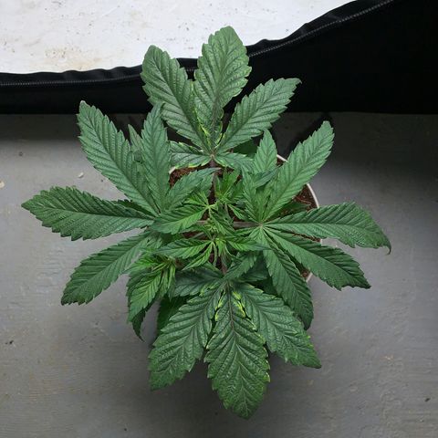 Mimosa Evo growlog timeline photo