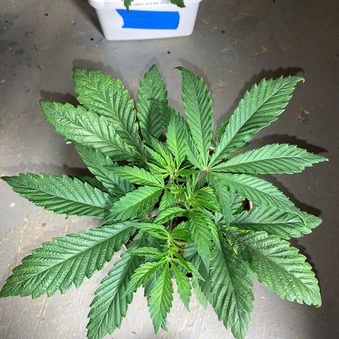 Mimosa Evo growlog timeline photo