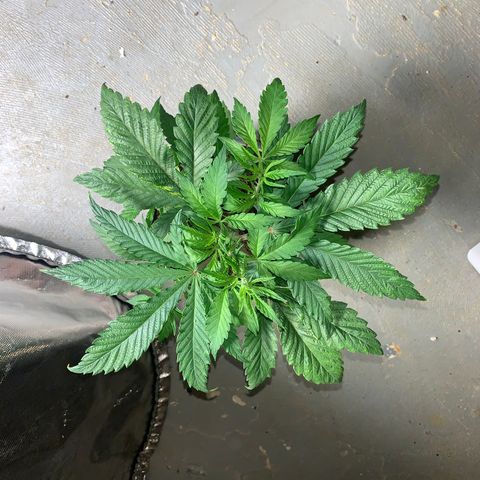 Mimosa Evo growlog timeline photo
