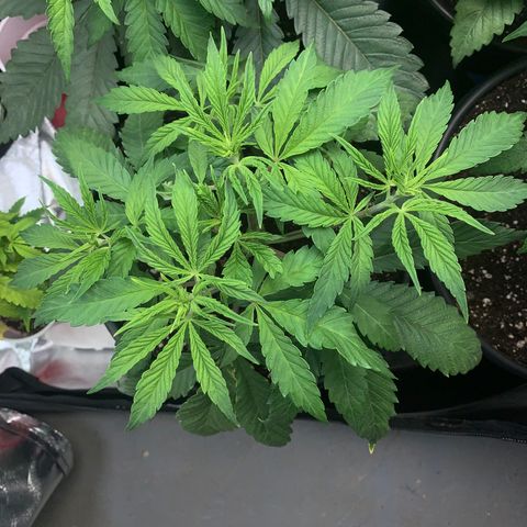 Mimosa Evo growlog timeline photo