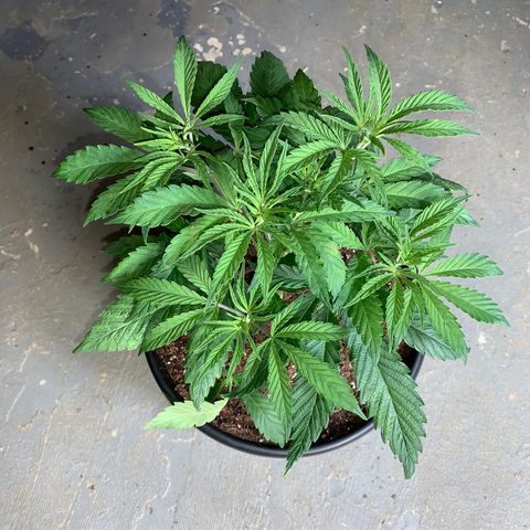 Mimosa Evo growlog timeline photo