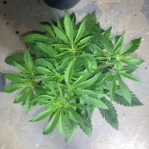 Mimosa Evo growlog timeline photo