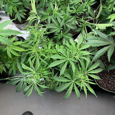 Mimosa Evo growlog timeline photo