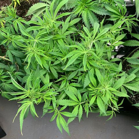 Mimosa Evo growlog timeline photo