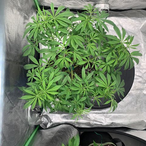Mimosa Evo growlog timeline photo