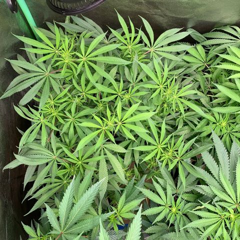 Mimosa Evo growlog timeline photo
