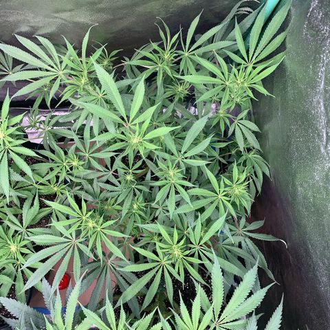 Mimosa Evo growlog timeline photo