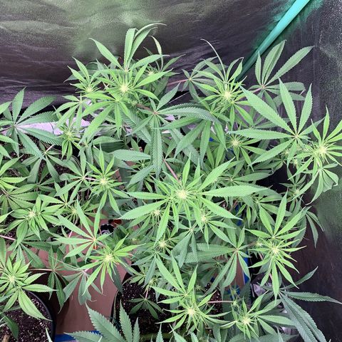 Mimosa Evo growlog timeline photo