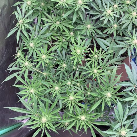 Mimosa Evo growlog timeline photo