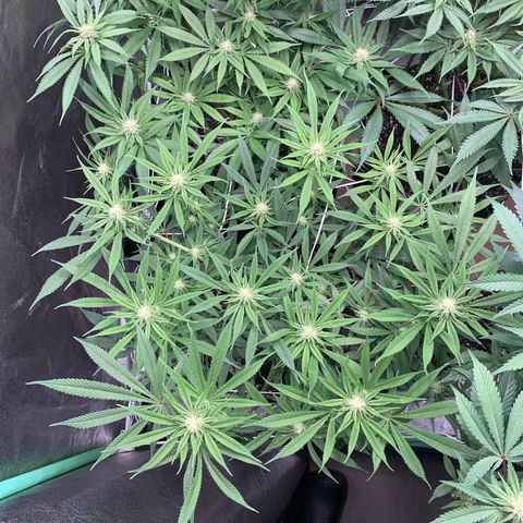 Mimosa Evo growlog timeline photo