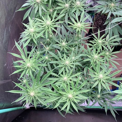 Mimosa Evo growlog timeline photo