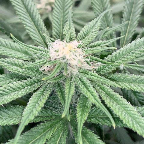 Mimosa Evo growlog timeline photo