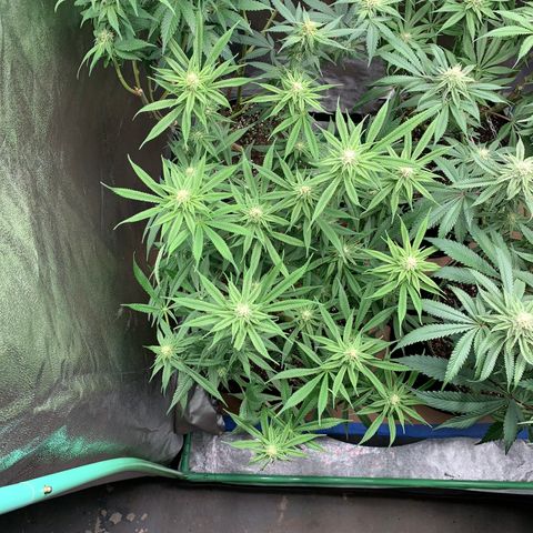 Mimosa Evo growlog timeline photo