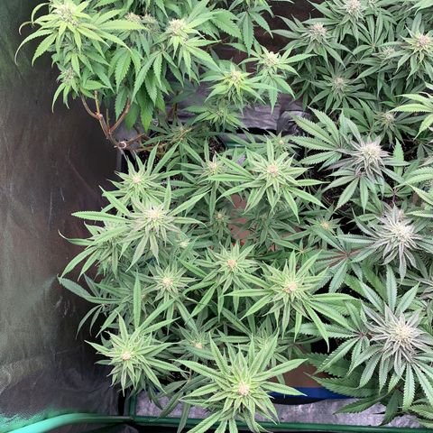 Mimosa Evo growlog timeline photo