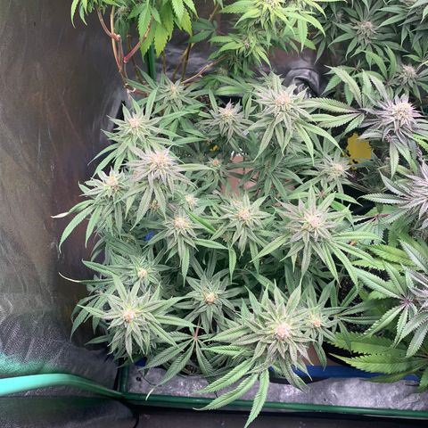 Mimosa Evo growlog timeline photo