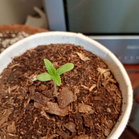 Genética desconhecida growlog photo: 1S/D3