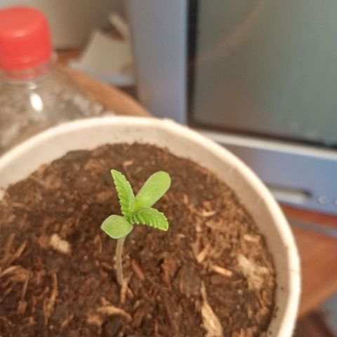 Genética desconhecida growlog photo: 1S/D4