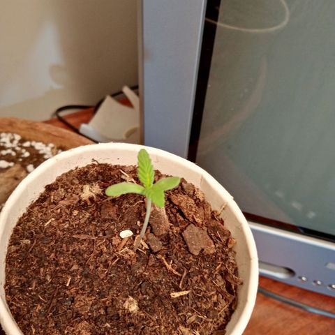 Genética desconhecida growlog photo: 1S/D5