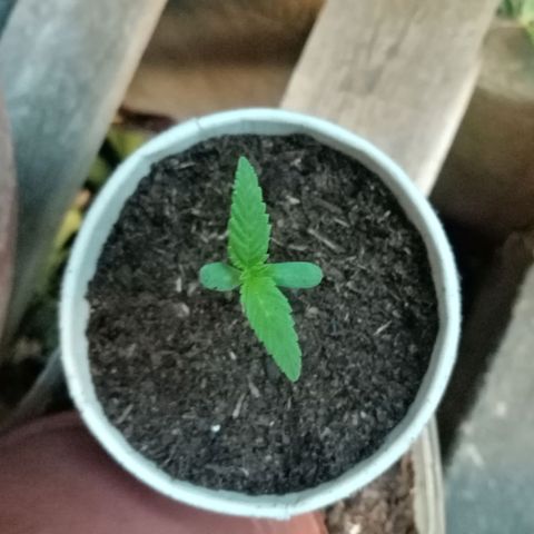 Genética desconhecida growlog photo: 1S/D7