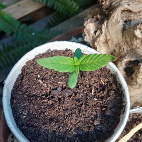 Genética desconhecida growlog photo: Início da 2a Semana