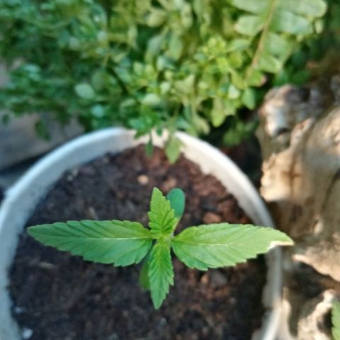 Genética desconhecida growlog photo: 2S/D3