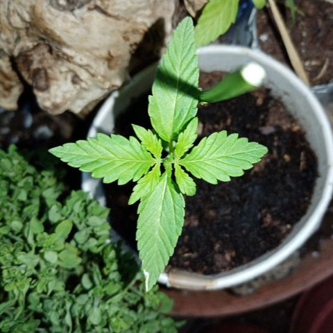 Genética desconhecida growlog photo: 2S/D5