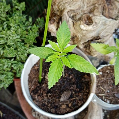 Genética desconhecida growlog photo: 2S/D6