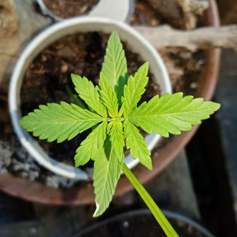Genética desconhecida growlog photo: 3S/D2