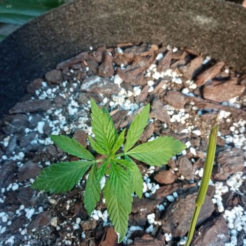 Genética desconhecida growlog photo: 3S/D4