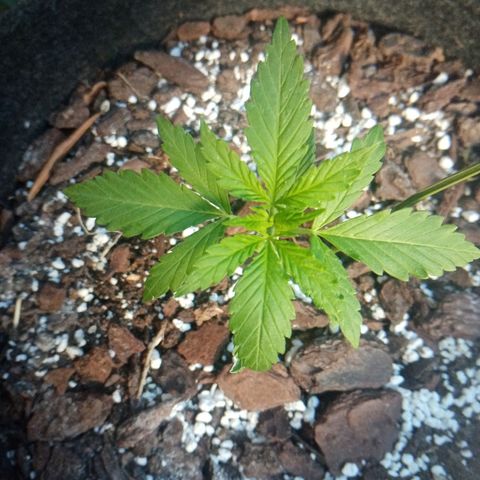 Genética desconhecida growlog photo: 3S/D6