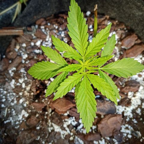 Genética desconhecida growlog photo: 3S/D7