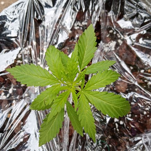 Genética desconhecida growlog photo: Início da 4a Semana